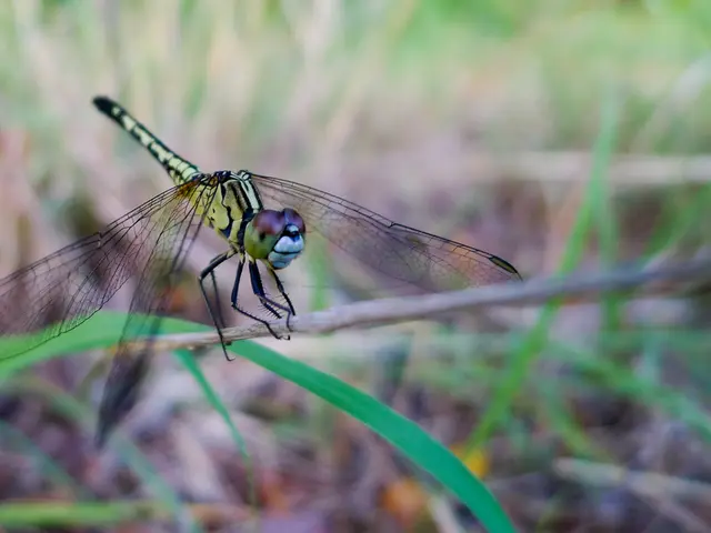 Dragon Charms Activated: Now Operational