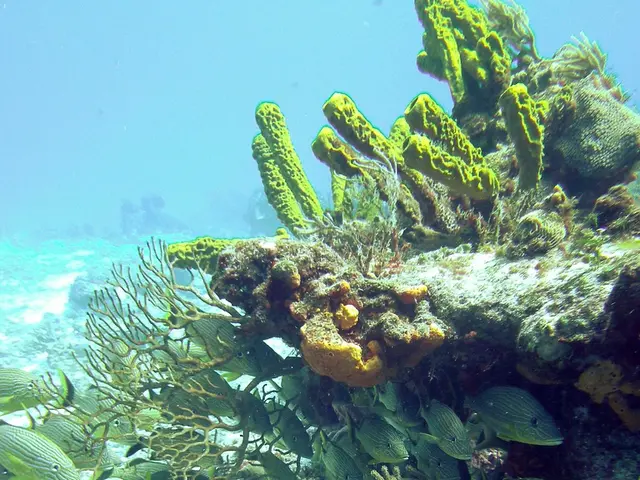 Exploring Ocean Depths: Unexploited Resources Hidden Beneath Coastal Seabeds